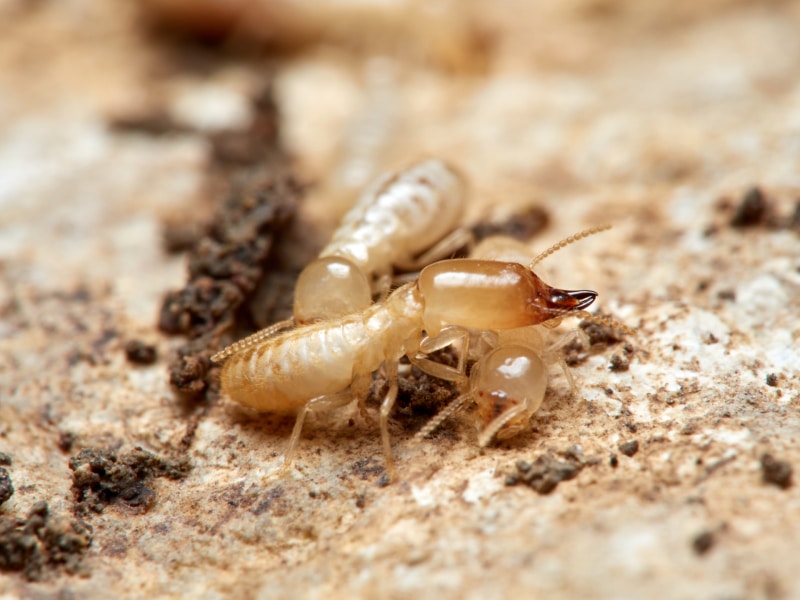 Close up of two Eastern Subterranean termites