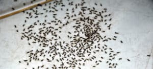 Ant infestation on the floor of a house