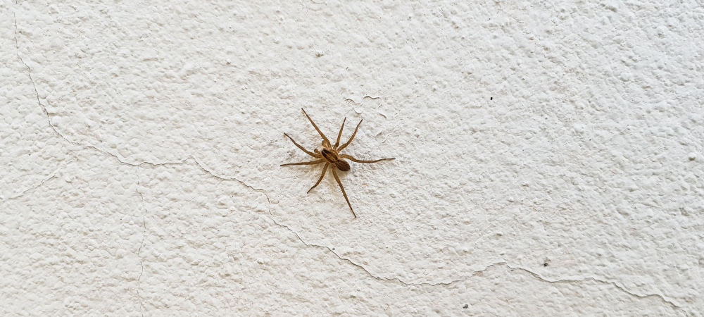 non poisonous house spiders