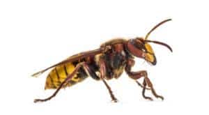 Hornet