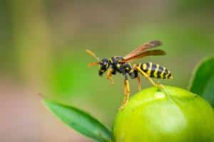 paper wasp on a green plant