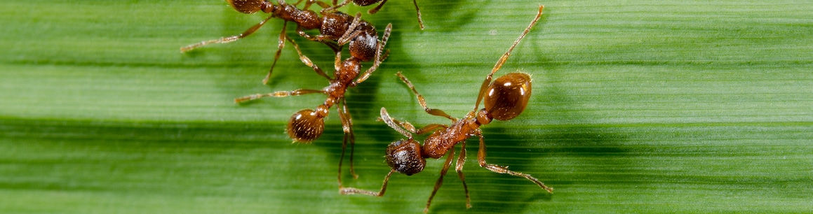 What To Know About European Fire Ants - Hawx Pest Control