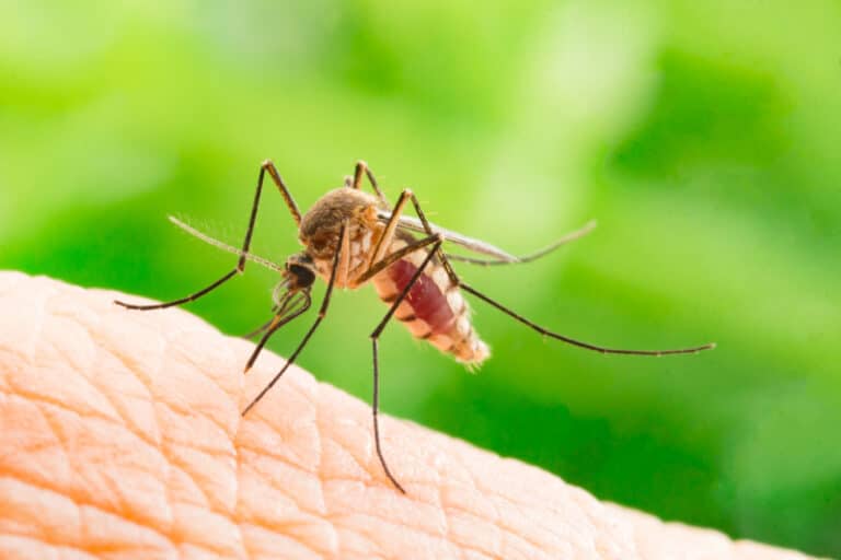 Learn About Mosquitoes in North Carolina Hawx Pest Control