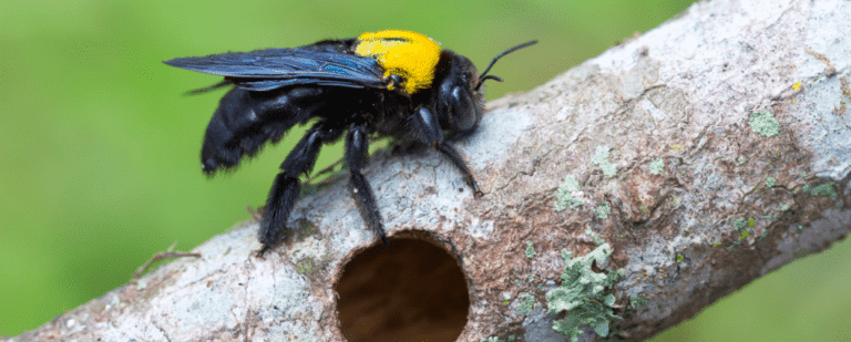 carpenter bee nest removal