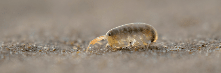 Sand Flea Bites