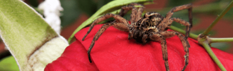 Wolf spider sitting on a red flower with green leaves in the background.