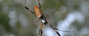 banana spider on a web
