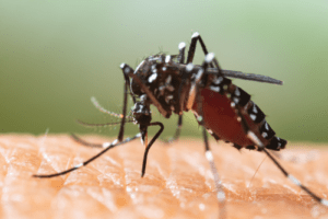 Learn Everything About Asian Tiger Mosquitoes | Hawx Pest Control