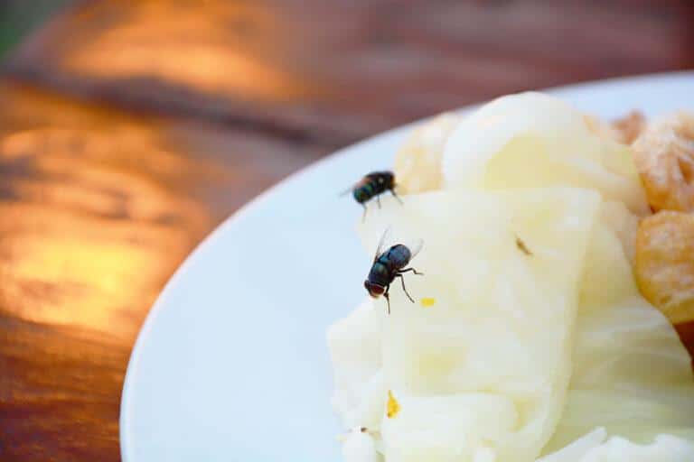 How To Get Rid Of Flies In A Restaurant Hawx Pest Control