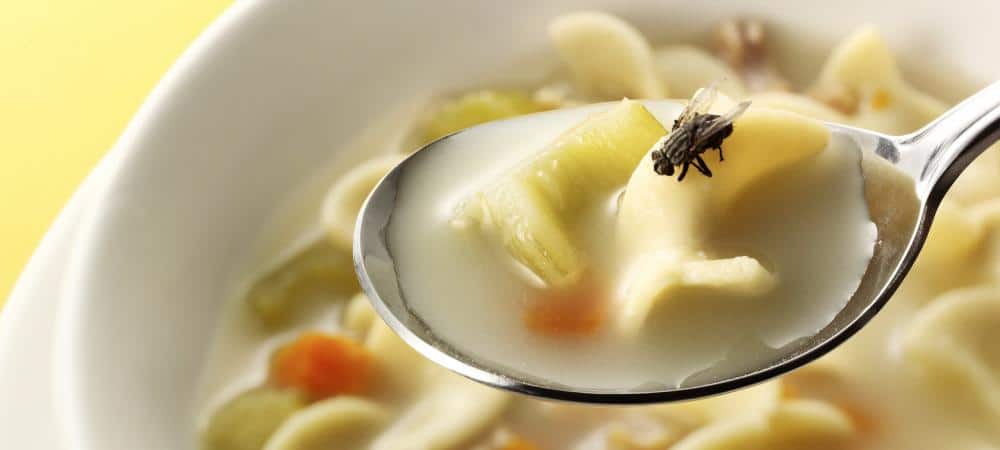 fly sitting in a soup spoon over a bowl of soup