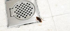 cockroach by shower drain