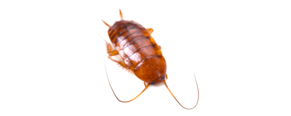 close up of a smokybrown cockroach on a white background