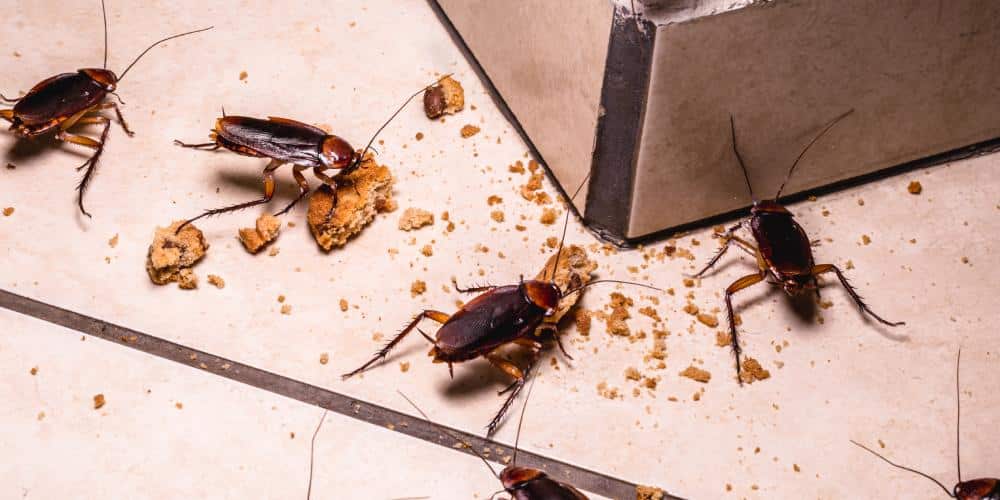 An infestation of cockroaches eating food crumbs at night on the floor of an apartment.