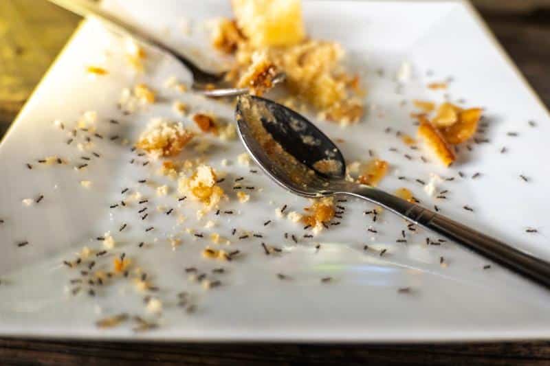 After eating dessert, small ants on dessert in the white plate, black ants in the dish with spoon, after eating dessert background, sweet food background.