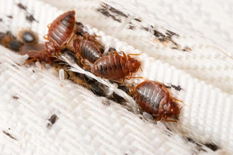 A brown bed bug crawls over a medium grey twill fabric.