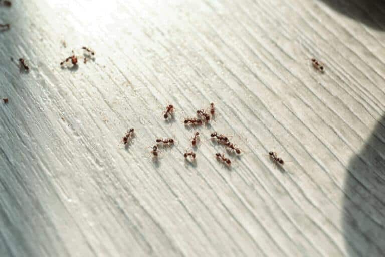 How to Get Rid of Ants in Your Laundry Room | Hawx Pest Control