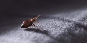 close up of a bed bug on fabric