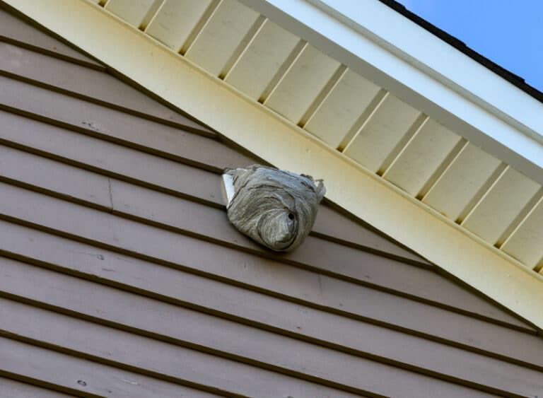 How to Get Rid of Wasps in a Dryer Vent Hawx Pest Control
