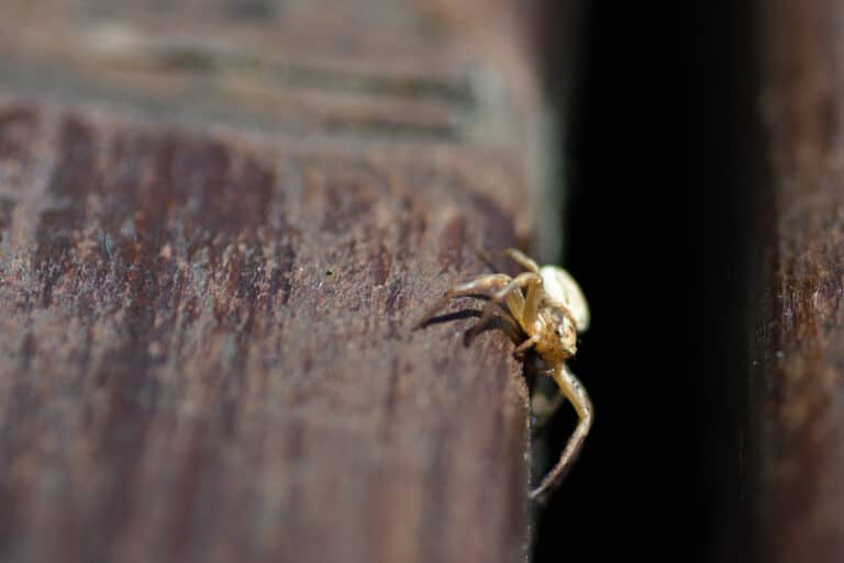 How to Get Rid of Spiders on Your Porch or Patio Hawx Pest Control