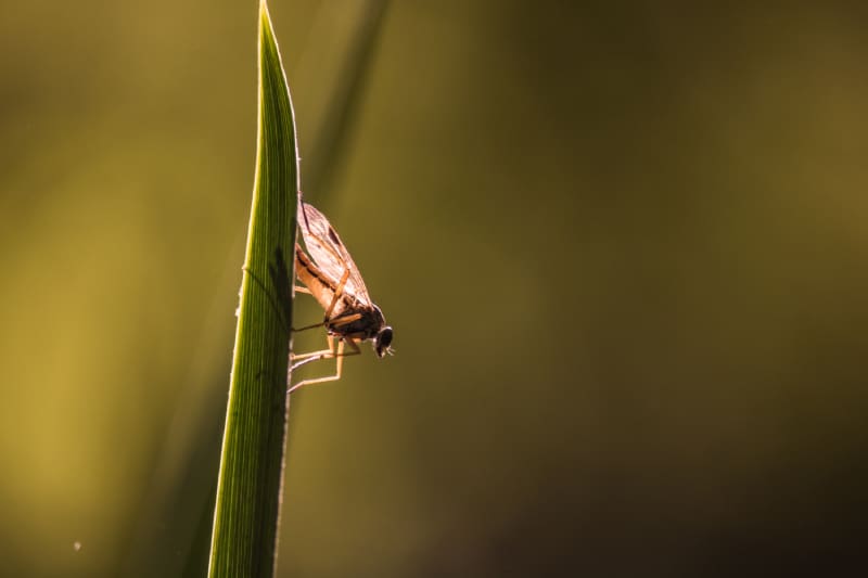 Menacing Midges Everything You Need To Know Hawx Pest Control Menacing Midges Everything You Need To Know Hawx Pest Control