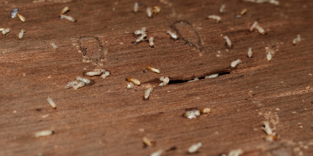 Termites consume wood for the cellulose and can infest your kitchen. Learn how to detect the signs of termites in kitchen cabinets.