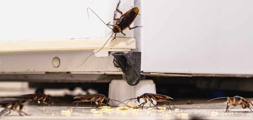 A swarm of large cockroaches gathers around the base of a white appliance eating yellow crumbs.