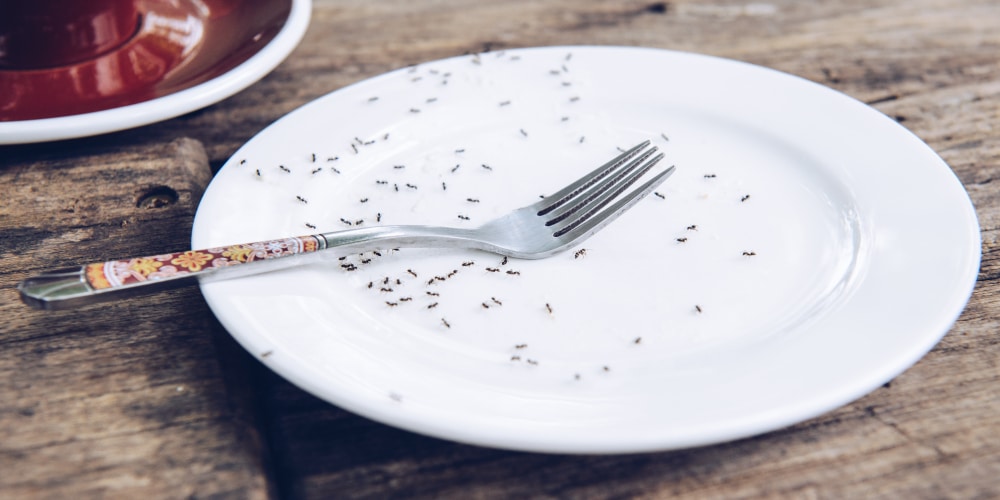 Swarm of small black ants gathered on a white dinner plate and fork with a colorful pattern.