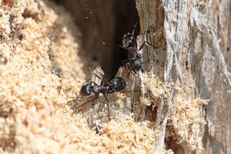 carpenter ants eating wood and creating sawdust