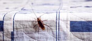 A cockroach climbs onto a bedspread