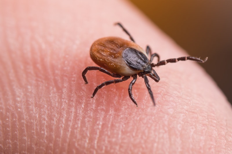 deer tick on skin of human finger