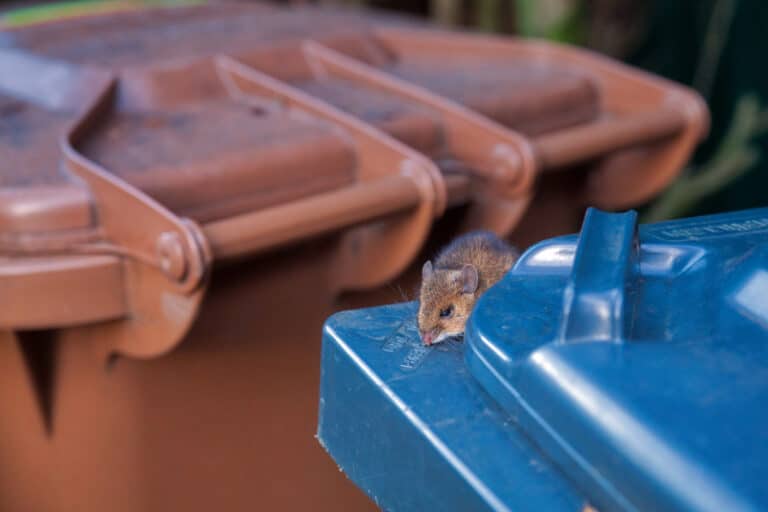 How to Keep Mice Out of Your Garbage Cans Hawx Pest Control