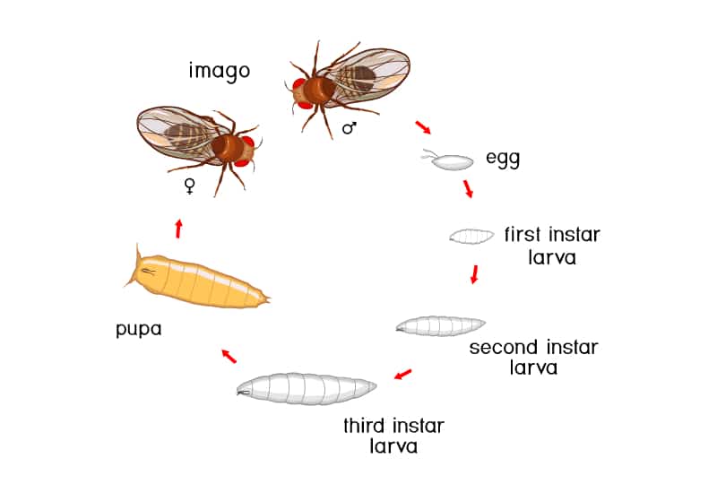 fruit fly life cycle