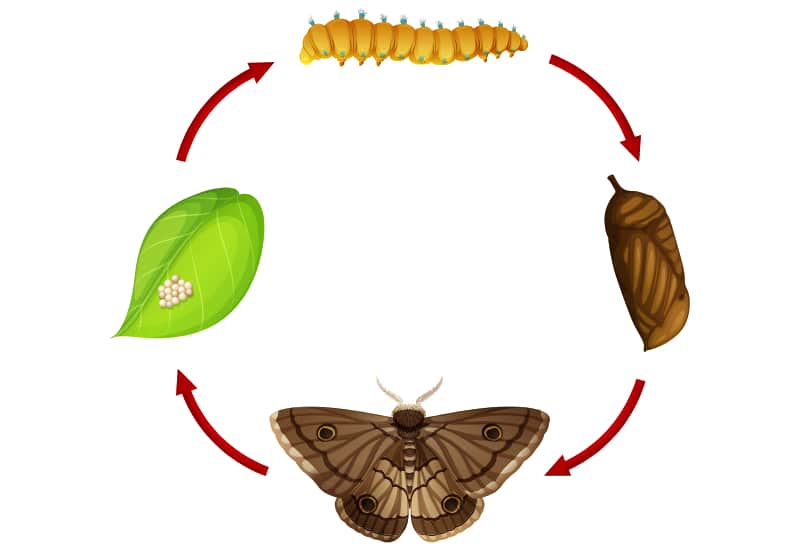 What Causes Pantry Moths? All About Their Life Cycle