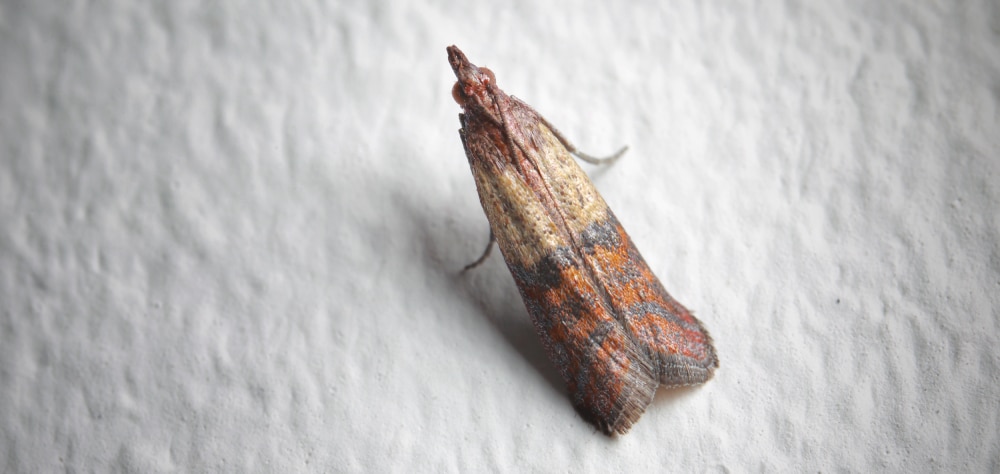 Indian meal moth on a white wall in house