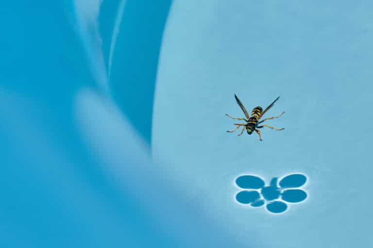 How to Get Rid of Wasps Around Your Pool Hawx Pest Control