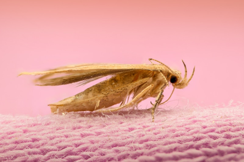 Clothing moth standing on a pink knit fabric on a pink background