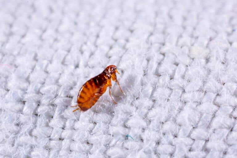 How to Get Rid of Fleas in Your Bed Hawx Pest Control