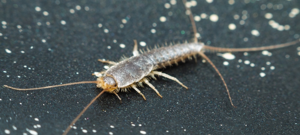 Close up of a silverfish on a dark gray background