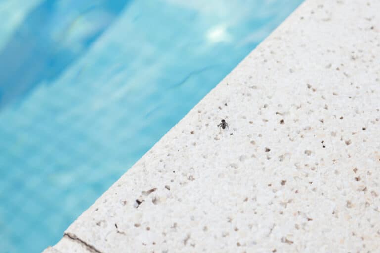 How to Keep Flying Ants Out of Your Pool Hawx Pest Control