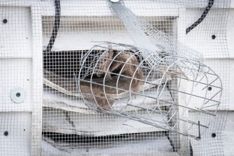 How to Get Rid of Mice in Your Air Ducts and HVAC Hawx Pest Control