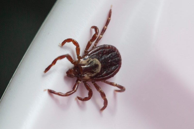 Close up of Tick on White Surface