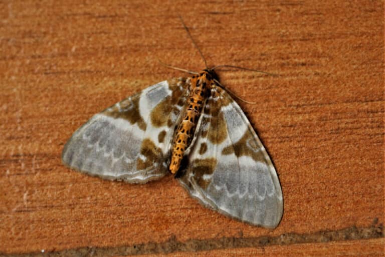 How to Get Rid of Carpet Moths Hawx Pest Control