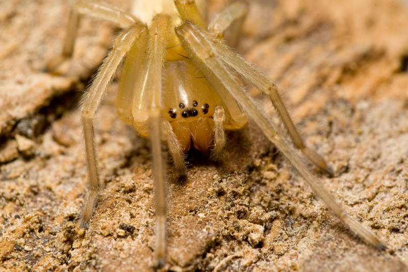 Close up of a yellow sac spider on dirt