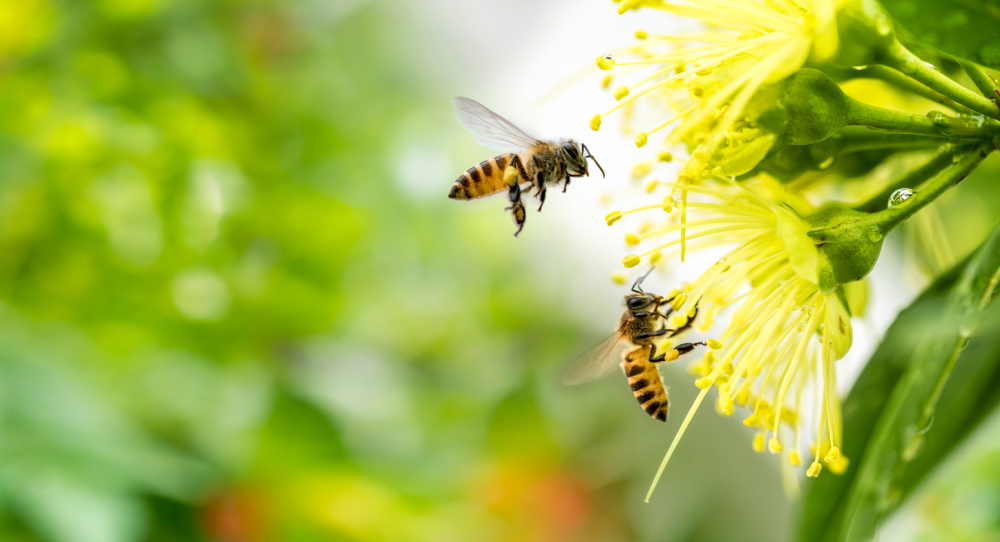 Two bees collecting pollen from a yellow flower