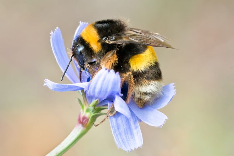 The Difference Between Bumblebees and Honey Bees