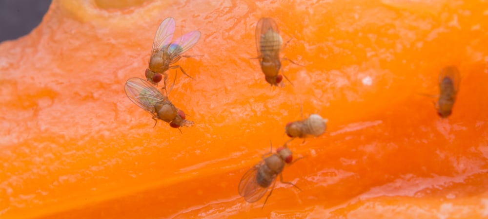 A handful of brown fruit flies gather on vibrant orange fruit.