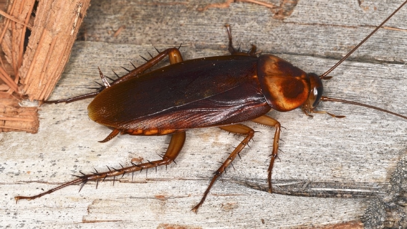 Close up of a palmetto bug or american cockroach on wood