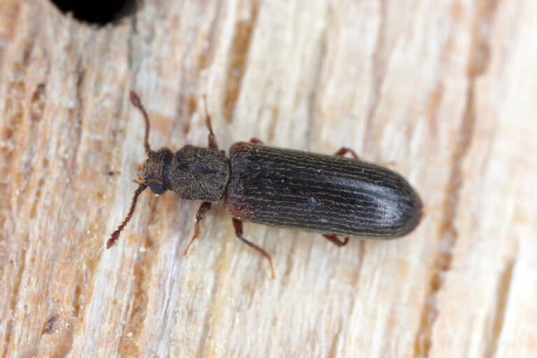 Common Furniture Beetles and How to Deal With Them Hawx Pest Control