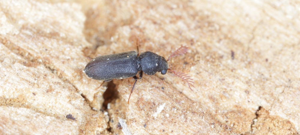 Close up of a common furniture beetle eating wood