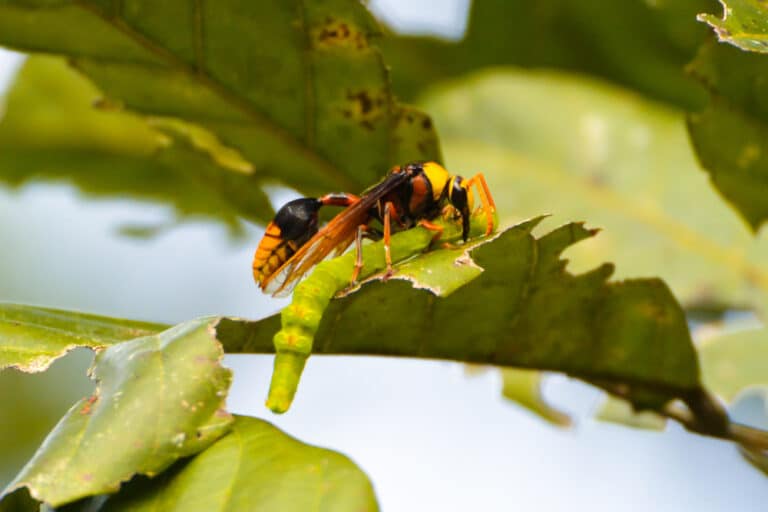 Everything You Need to Know About Mud Daubers Hawx Pest Control